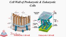 Detailed study of Cell Wall