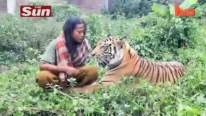 Abdullah Sholeh, 'Tiger Nanny,' Lives, Plays And Sleeps With Huge Bengal Tiger Mulan