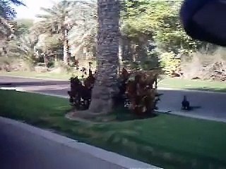 Download Video: Peacock at Dubai Shaikh Palace