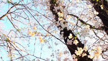 Cherry Blossoms 2015 | Cool Japan ♥ Tokyo Dreams
