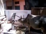 Cow Using Hand Pump for Drinking Water