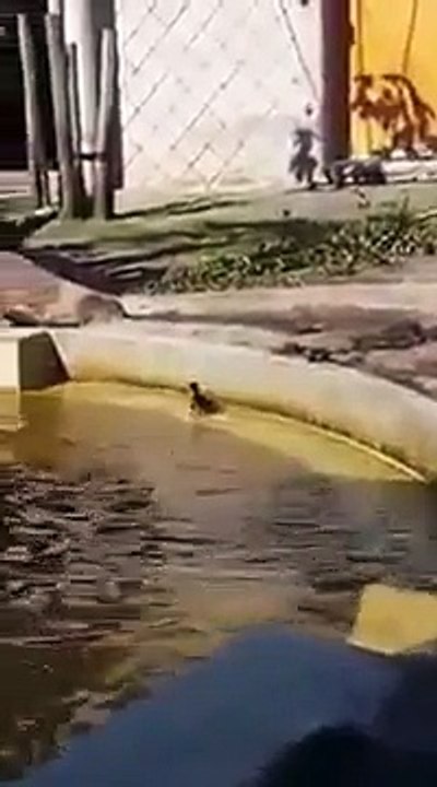 funny Hippo helps duck ashore