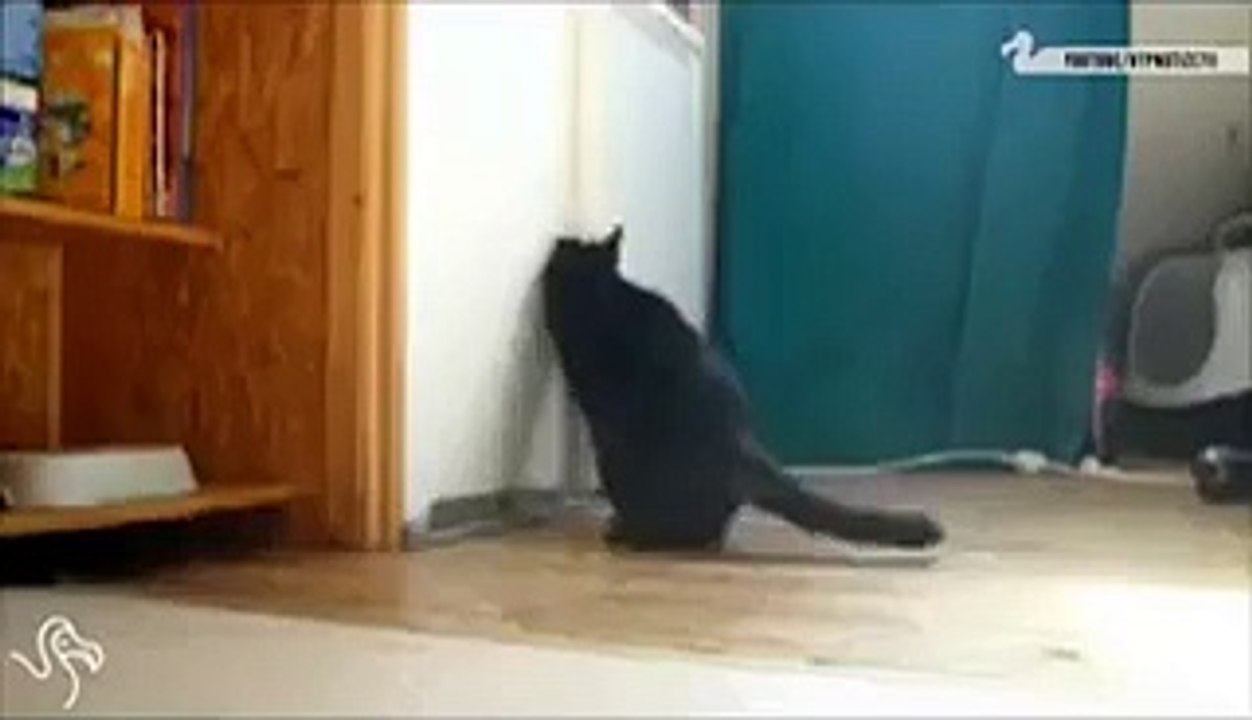 While cats steal food