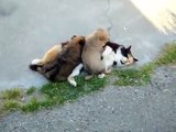 la nostra gattina budina che allatta due cuccioli di cane