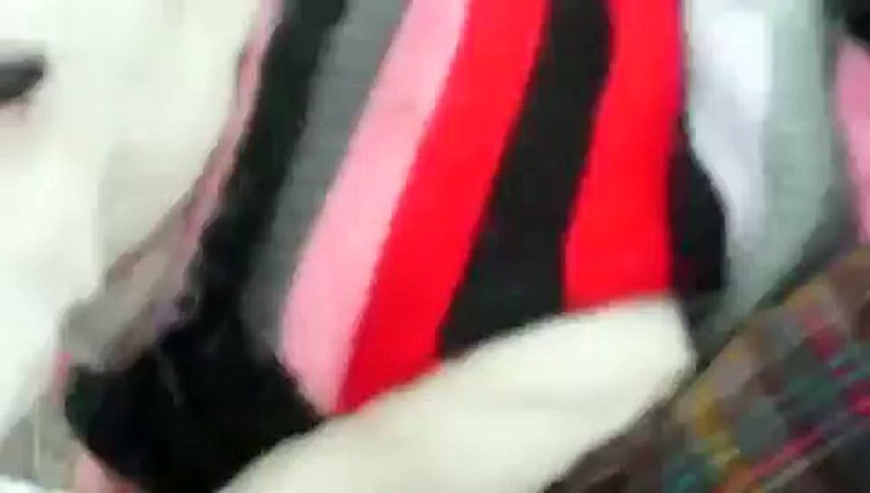 Dog rides horse