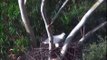 Sea-EagleCAM,beautiful white belly sea eagles on nest,4/15/13