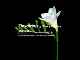 Flowering Freesia