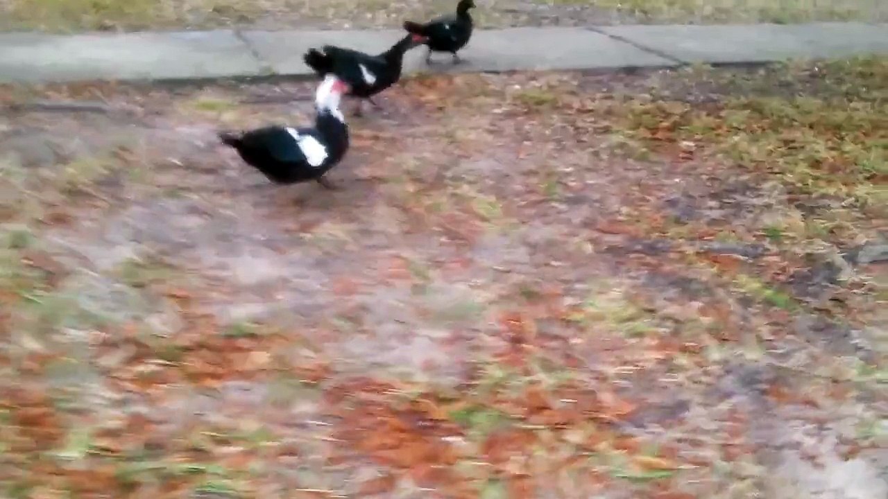 Ducks