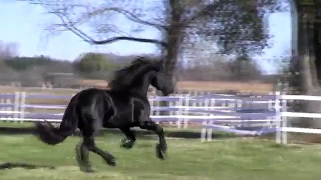 Hans ~ 2010 Friesian Stallion for sale