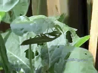 Wild Praying Mantis Strikes and Eats Cricket