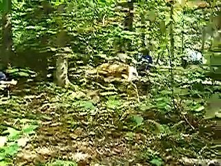 chevreuil au Mont-Tremblant - STUPIDEFUN.COM