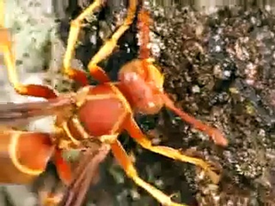 Polistes feeding on sap