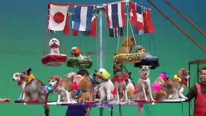 わんわんサーカス　PV　犬おもしろ動画