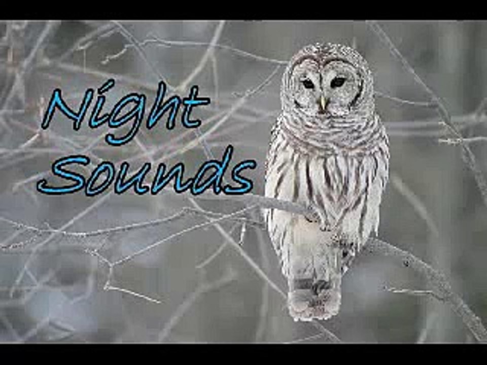 Night Sounds