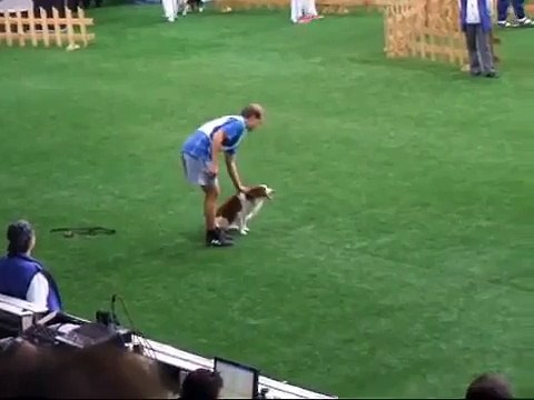 Sami Oksa & Luka - Agility WC Helsinki 2008