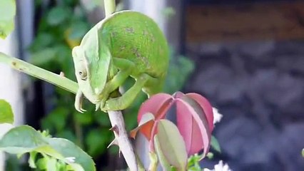 Chameleon in Algarve