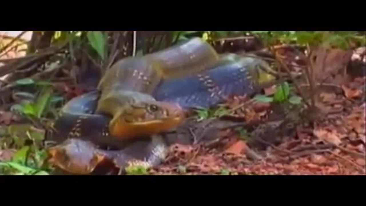 Solid carnivorous enemies