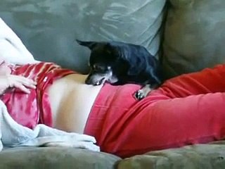Devil Dog Loves the Belly Button!