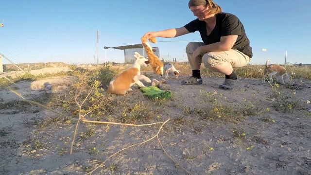 Podenco Friends - The Four Amigos Twinkle Toes