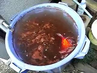 転覆病の金魚　ココア浴中