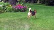 3-Legged Rescue Dog Enjoys the Good Life!