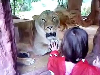 Lion Attack | Löwe greift Mädchen im Gelsenkirchener Zoo an