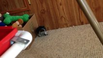 Ethel Timneh African Grey Parrot Fraying/Scratching  Our Carpet