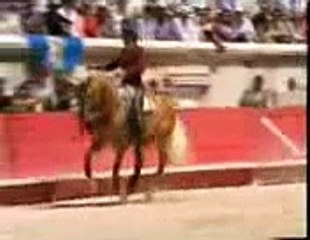 Merlin ... The Bullfighting Palomino