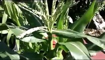 Hand Pollination of Corn