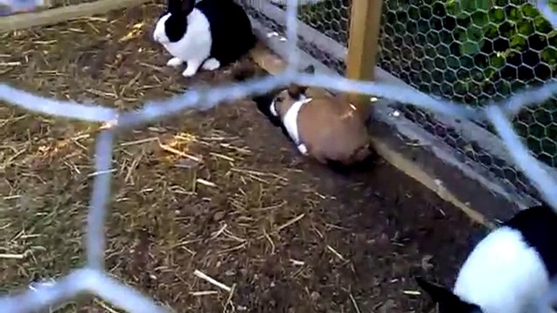 Tunnel Rabbits