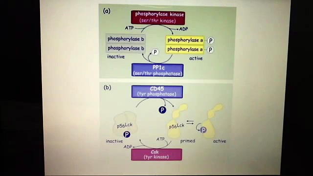 Phosphorylation and dephosphorylation - phosphatases activating and deactivating proteins