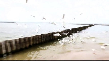 Fighting seagulls at Polish beach in Dzwirzyno (Baltic Sea) / Walczące mewy na plaży w Dźwirzynie