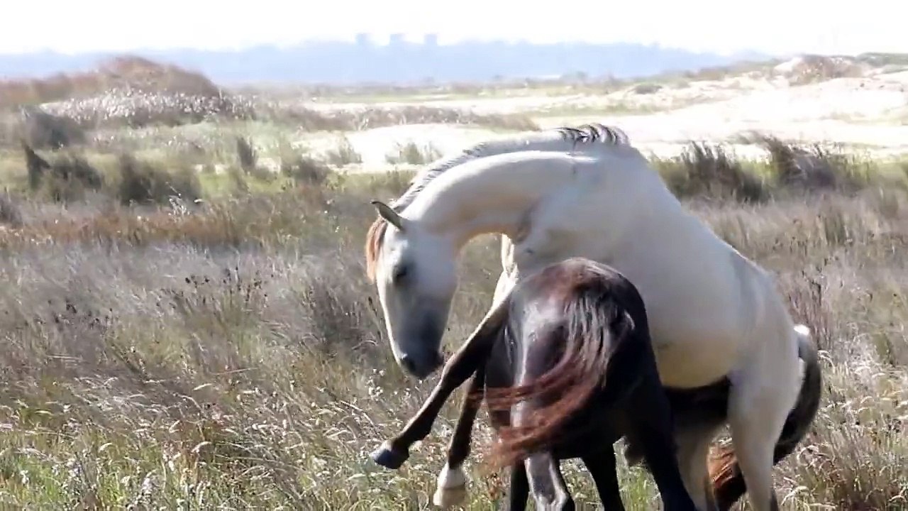 CASAL DE CAVALOS NAMORANDO
