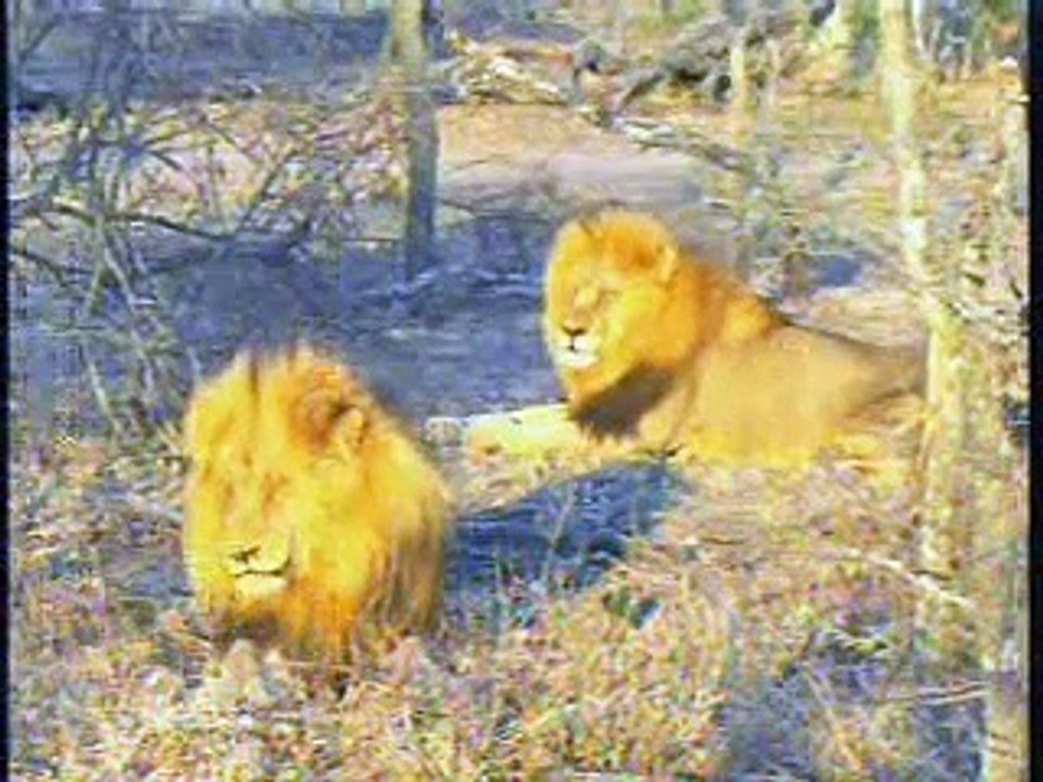 Nkuhuma Male Lions Pt.1