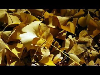 Barra Dushman bana phirta hay by maheen iqbal