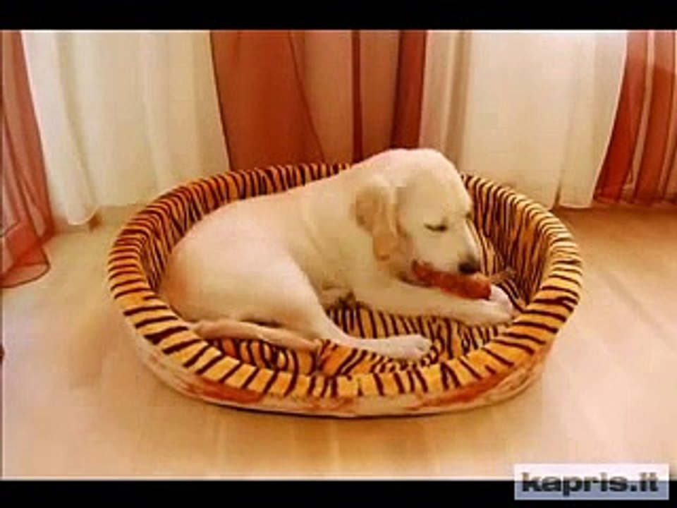 Kapris video blog // 4 months