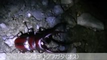 ライトトラップ(カブトムシクワガタの捕り方)をやってみた成果上々 light trap insect collecting Stag beetle,japanese rhinoceros beetle