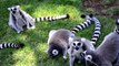 Lemur catta (ring-tailed lemur) group - קבוצת למור קטה (