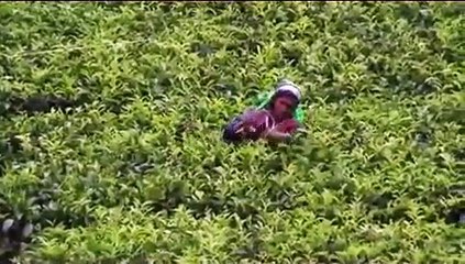 SRI LANKA - TRAVEL DOCUMENTARY (NEW)