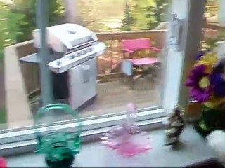retarded bird, confused dog