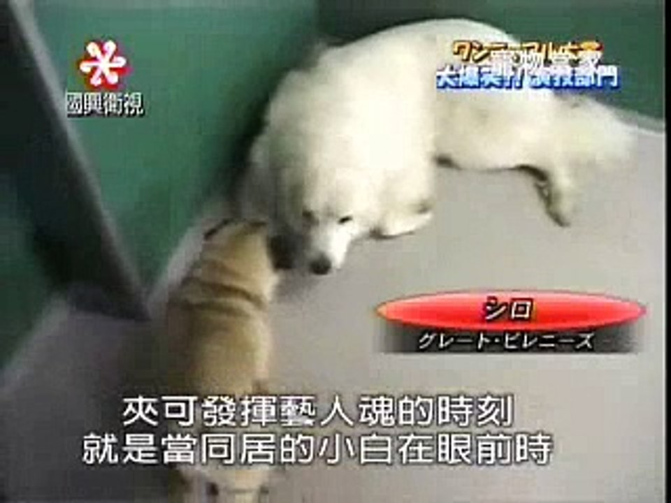 貪吃的狗