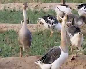 تصوير الإوز المزرعه   تصوير خآلد العتيبي