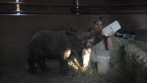 Baby Rhino Bottle Feeding at the San Diego Zoo Safari Park