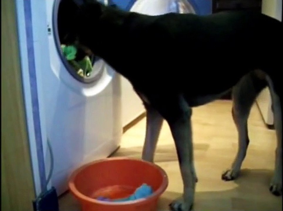 Fi'ona 24 tours utiles /24 Usefull tricks dog by Fi'ona