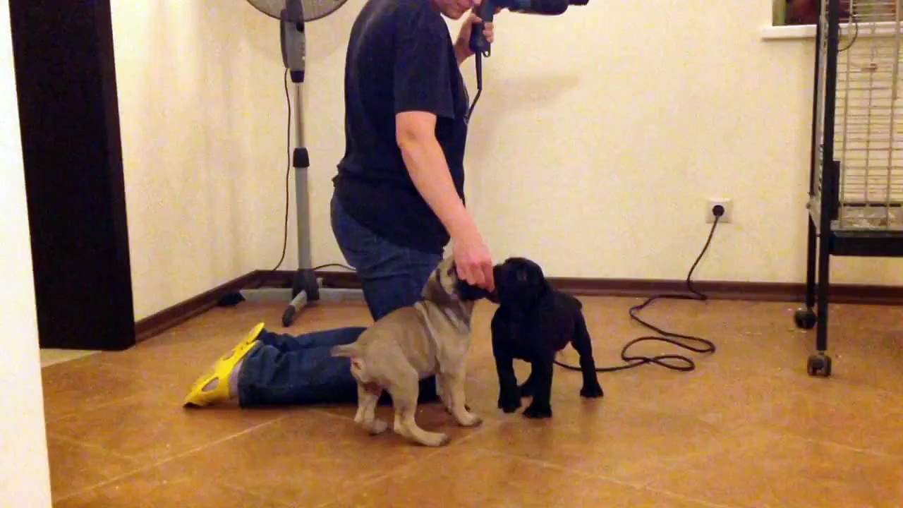 Makita test for boerboel puppies