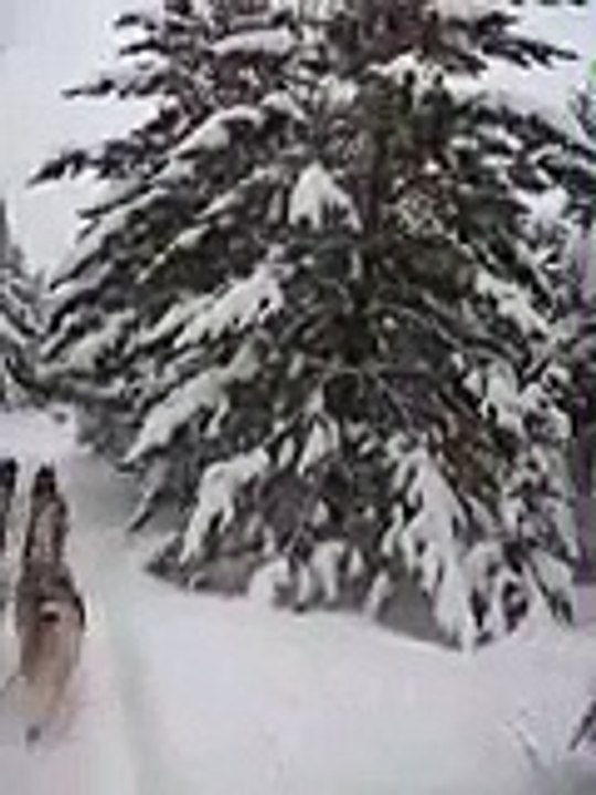 Dog Sledding in Ely Minnesota