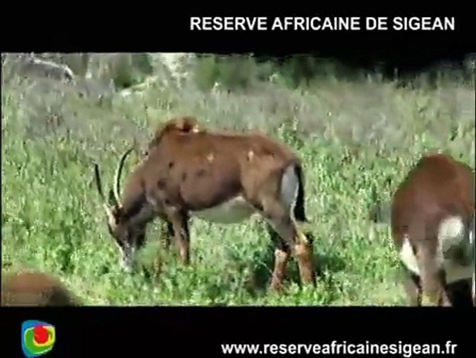 TOURISME : La Réserve Africaine de Sigean