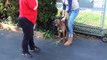 Aggressive Death Row Rescue - NYC Dog Behavioral Training - DCTK9