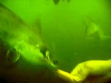 Medina Lake - Scuba Diving