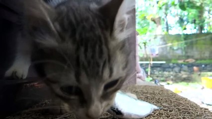 Kitten eating fish